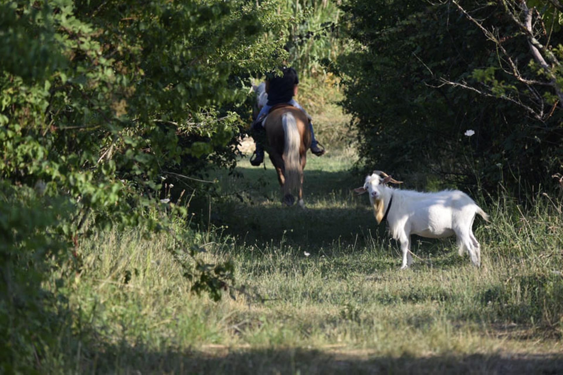 Familienfreundlicher Agriturismo mit Bio-Pool und Tieren